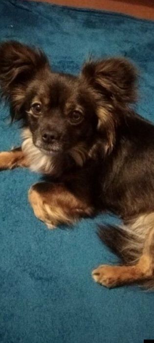 Красивая собачка