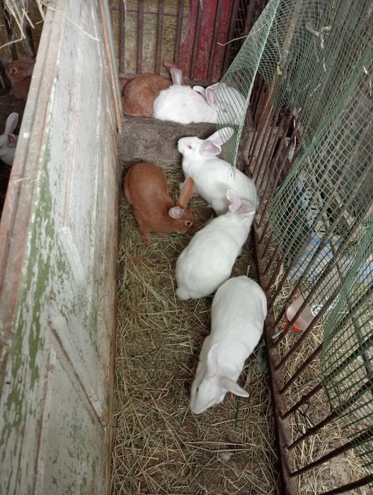 Króliki samice i samce burgund i termondzkie