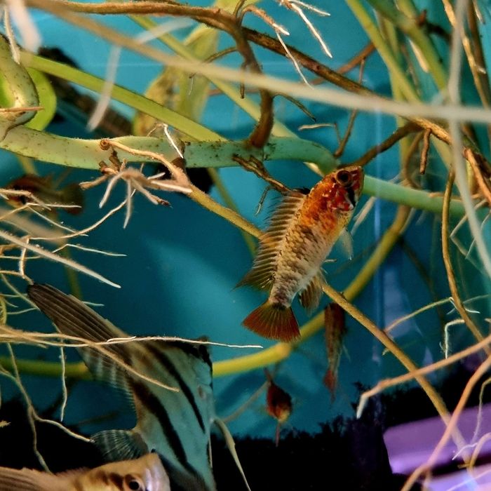 Pielęgniczka apistogramma macmasteri red