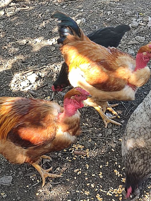 Vendo capoes criados no campo com alimentação á base de sobras de comida verduras e milho.