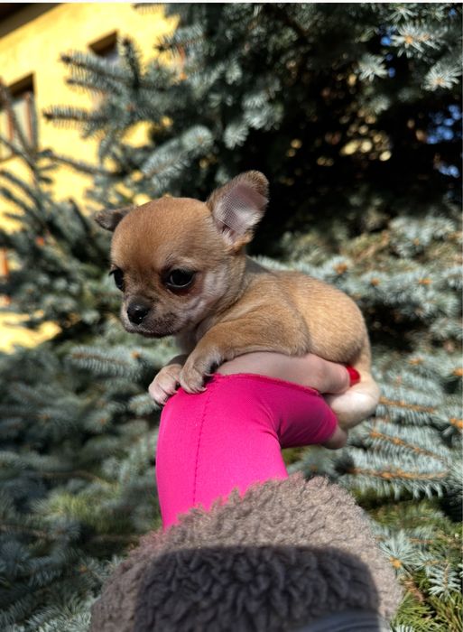 Супер міні чіхуахуа дівчатка в ізабелловому окрасі