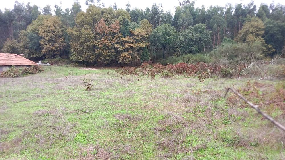 Terreno com 2 aviários