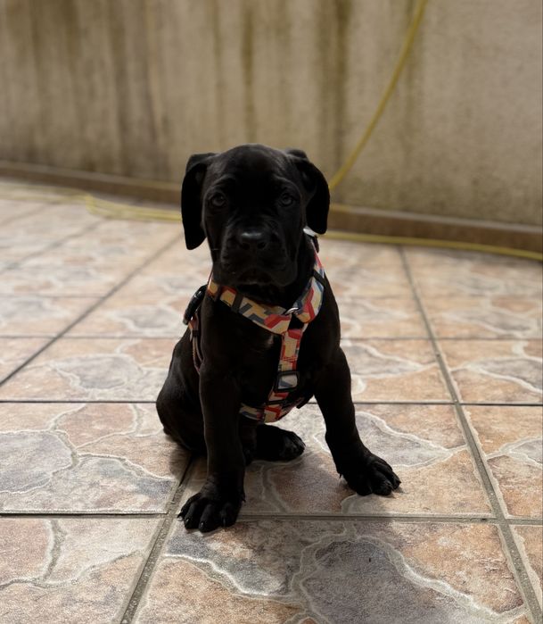Cane corso italiano