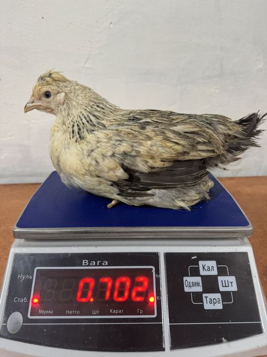 Продаю кури, індики, качки,курчата,гуси