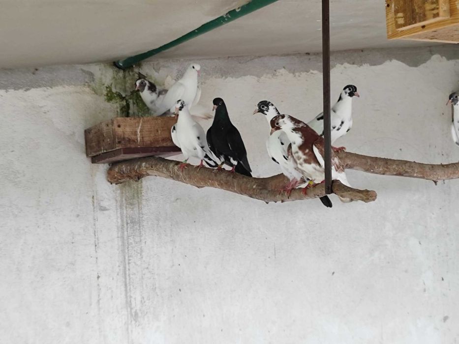 Gołębie Kumru Tureckie