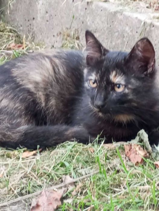 Киця Богдася 7 місяців