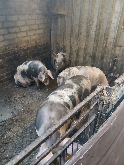 продам подрощених