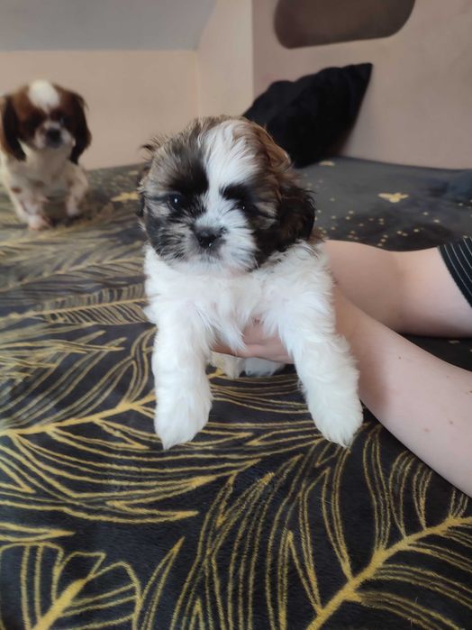 Piesek shih tzu szuka nowej rodziny
