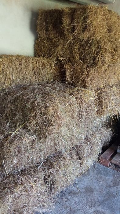 Feno Nascediço para venda (fardos pequenos 30kg)