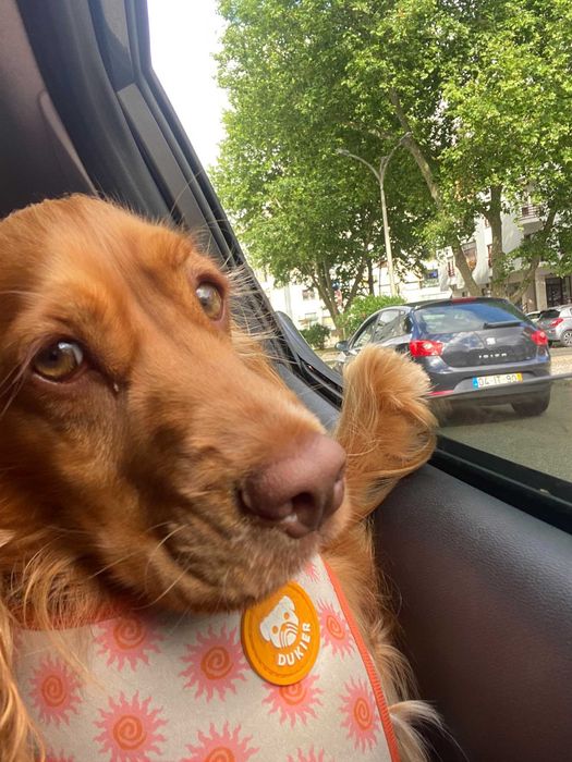 Petsitting e Dogwalking Setúbal
