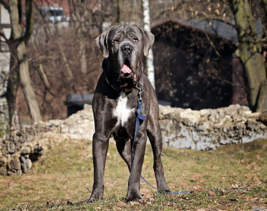 Szukamy domu dla Bazyla - Cane Corso
