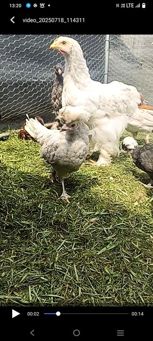 Kochin Białoczub Koguty Parki Ozdobne