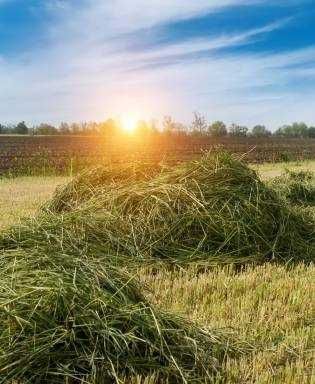 Ekologiczne siano, karma dla gryzoni.