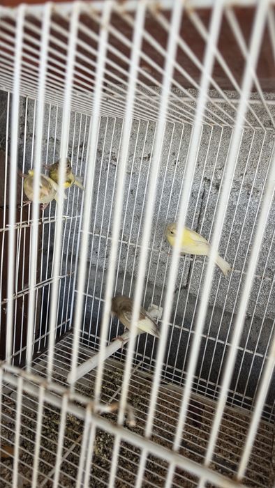 Canarios de raça pequena espanhola