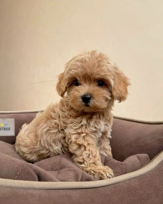 Дивовижне щегя мальтипу F1