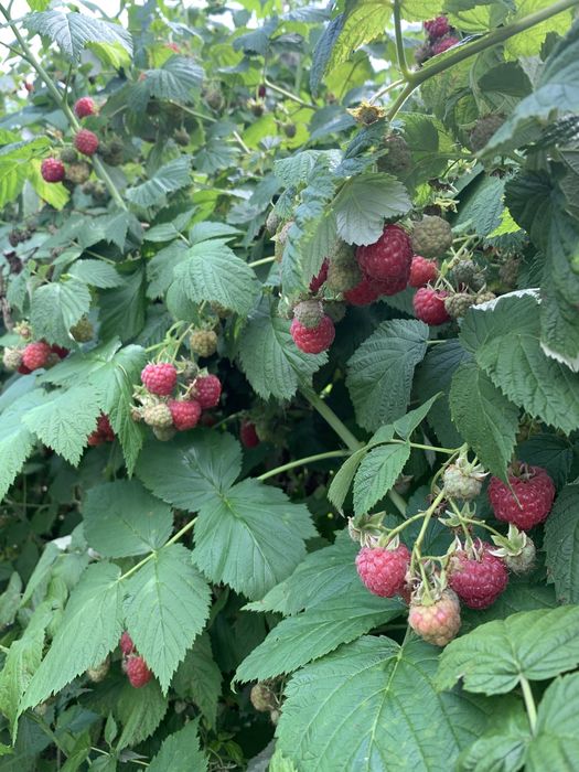 Саджанці малина Октавія (октавіа)