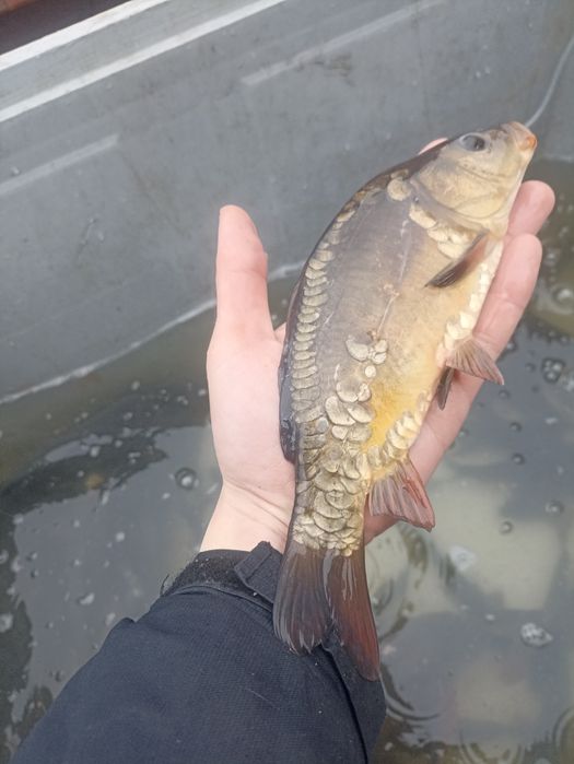 Narybek/Kroczek Karp Lin Amur Tołpyga