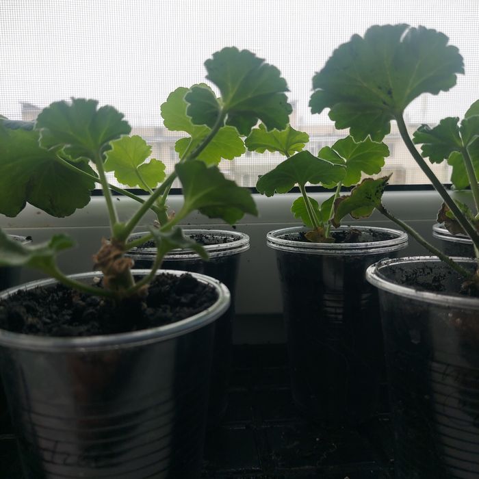 Пеларгония red rambler