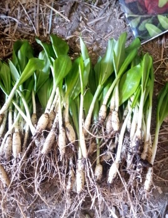 Черемша цибульки грубі