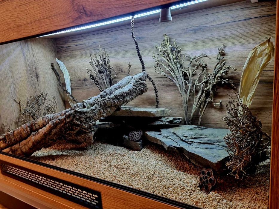 Terrarium 120x60x60 agama brodata jaszczurka
