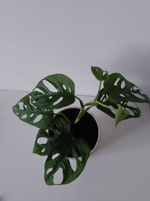 Monstera dziurawa sadzonka 23 cm