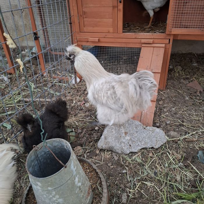 Galo sedosa do Japão