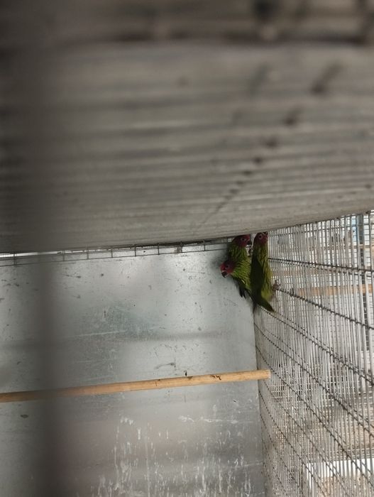 Loris goldie casal com um filho