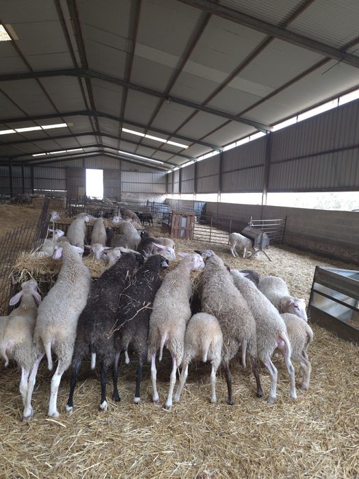 Borregas INRA401