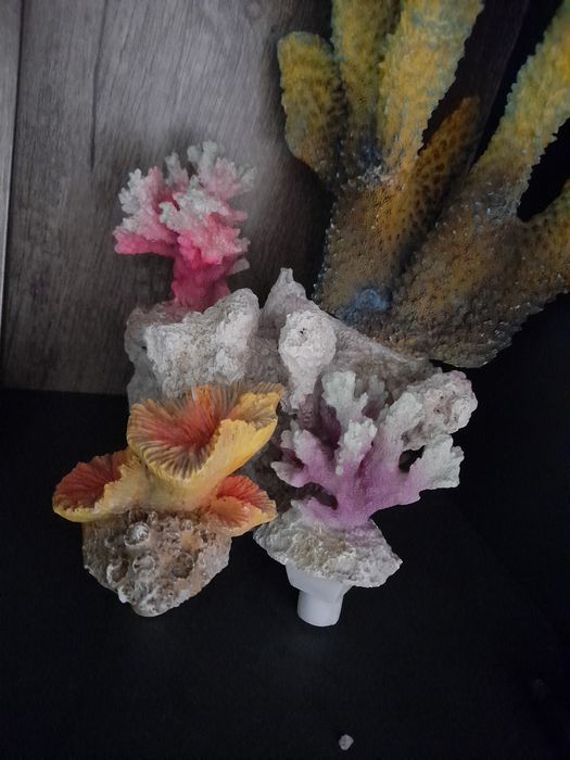 Koralowce do akwarium