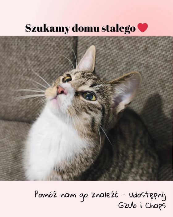 Pokotaj Gzuba i Chapsa - dwa młode kociaki do adopcji