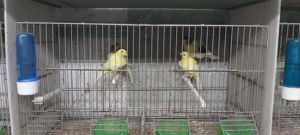 Frisados do norte / fife fancy ( reprodutores)