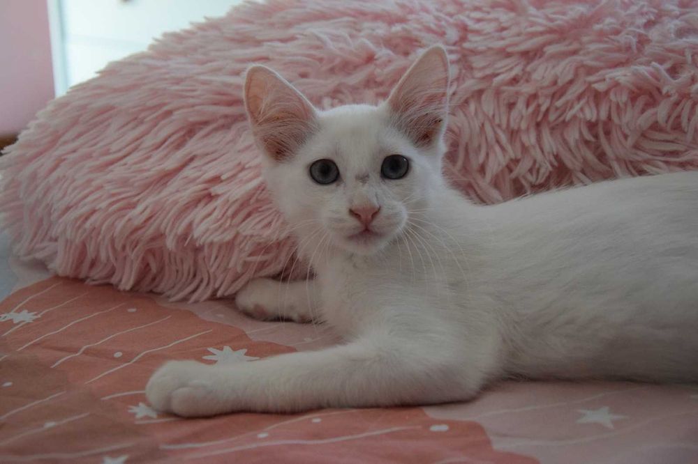 Gatinhos bebés para adopção responsável