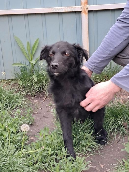 Цуцик хлопчик  5міс Черкаси