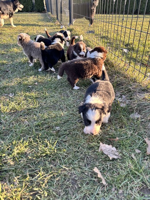 Czarno-Biała suczka Border collie