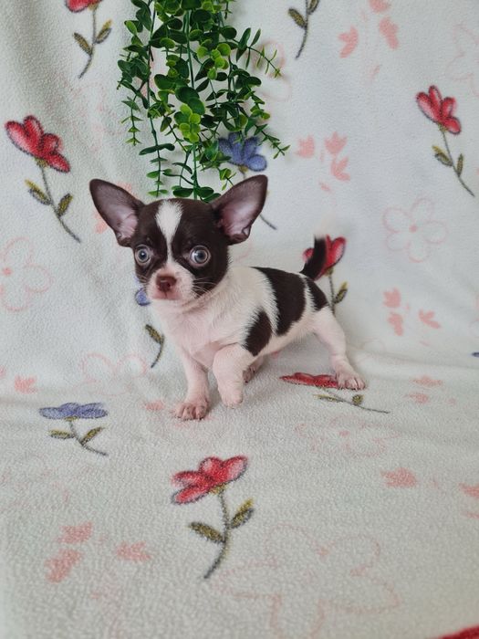 Excelente menino Chihuahua/Chiuaua Cabeça de Maça,Qualidad