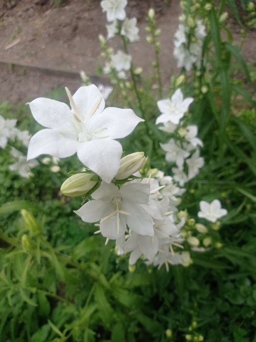 Цветок белый колокольчики