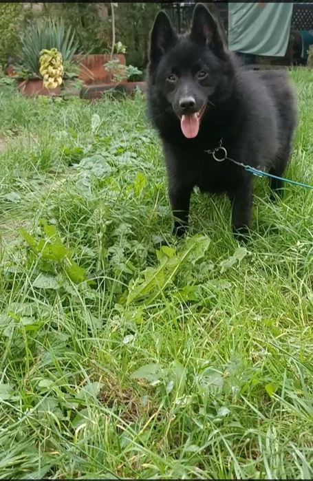 Підрощенний шипперке