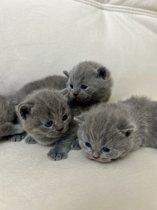 Британські кошенята