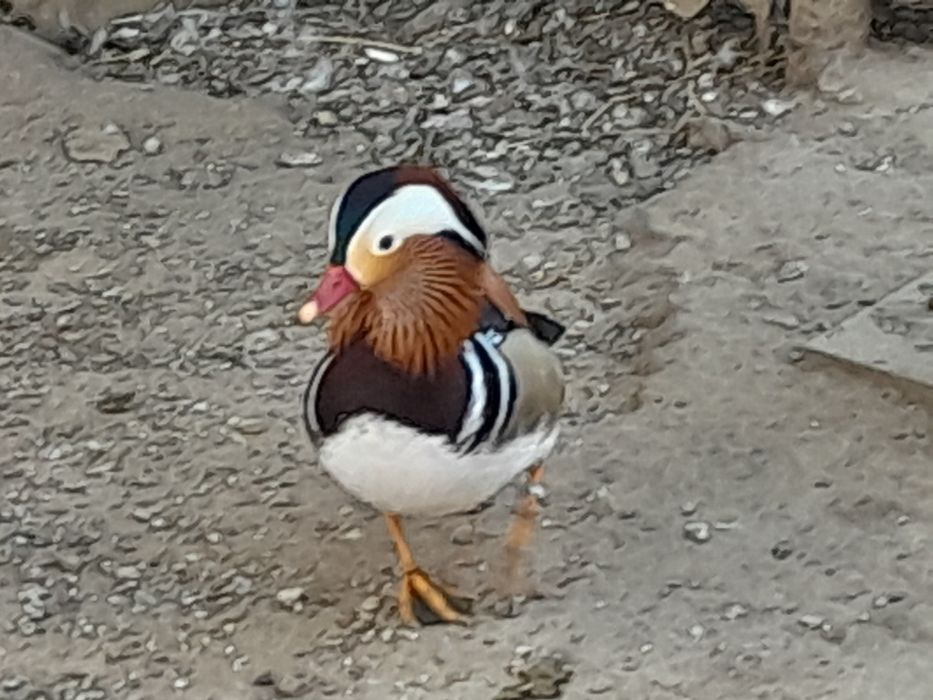 Patos mandarins, carolinos,