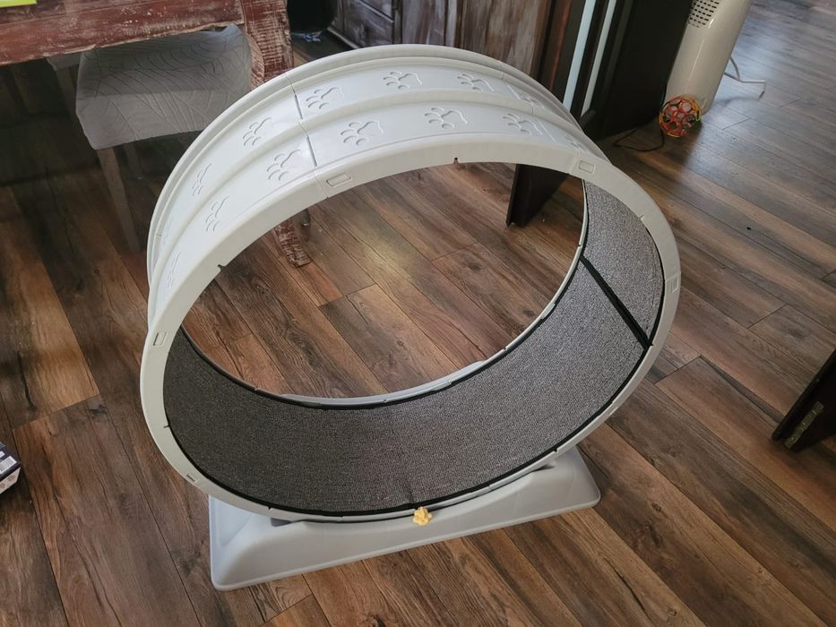 Bieżnia kolo dla kota