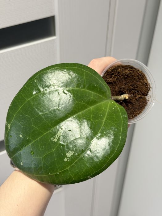 Hoya Sarawak / Хойя Саравак