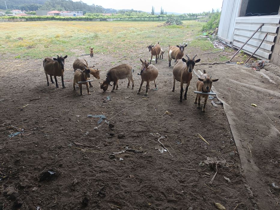 Vendo Cabras anãs