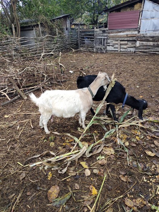 Кози  альпійські , ламанча
