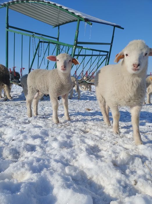 Jagnięta owca kamieniecka programowa