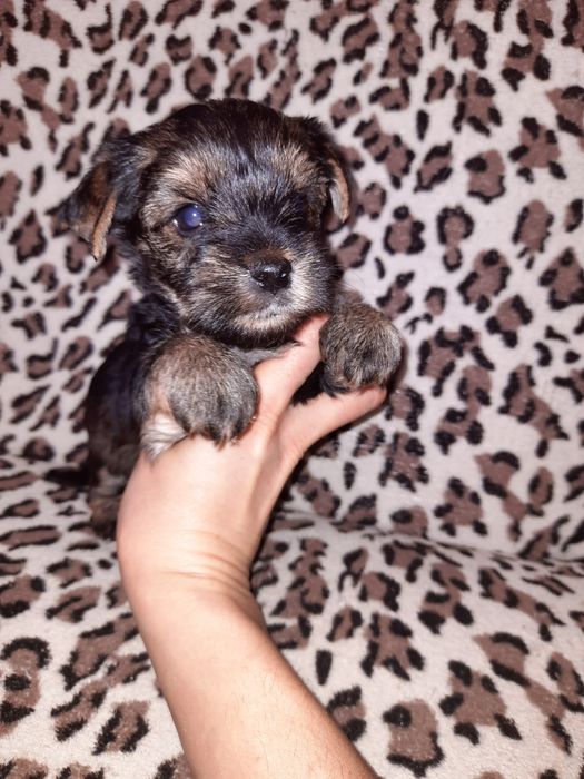 Мальчишки ищут дом Одесса