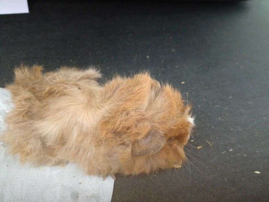 Vendo verdelhoes anilhados de cativeiro