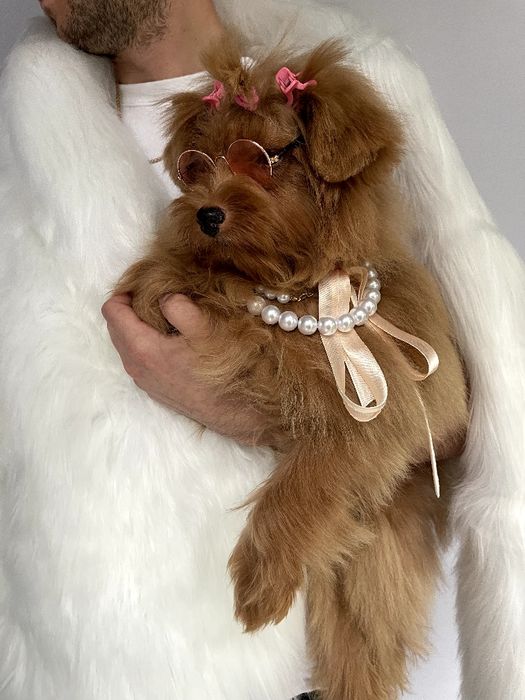 Помапу  краса, ніжність і любов в одному