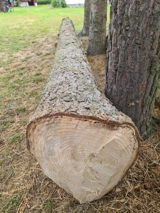 Kłoda świerka gruszy