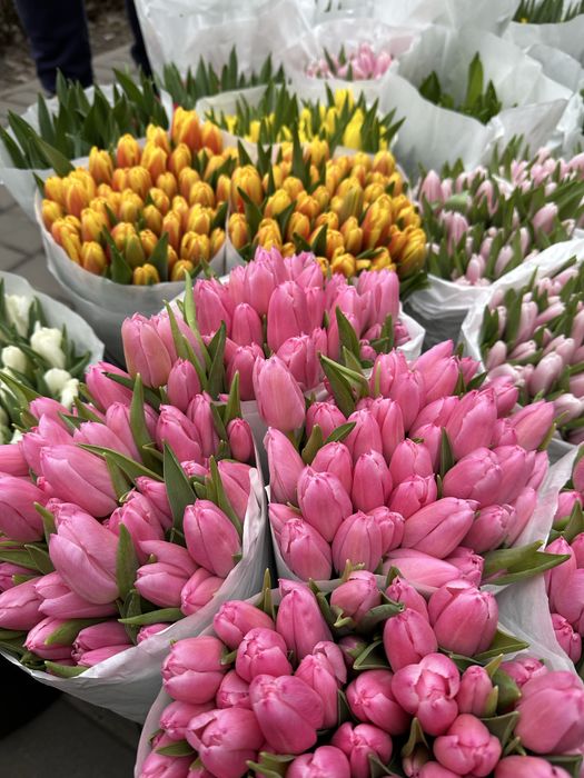 Тюльпани Розница/Опт/ Гурт