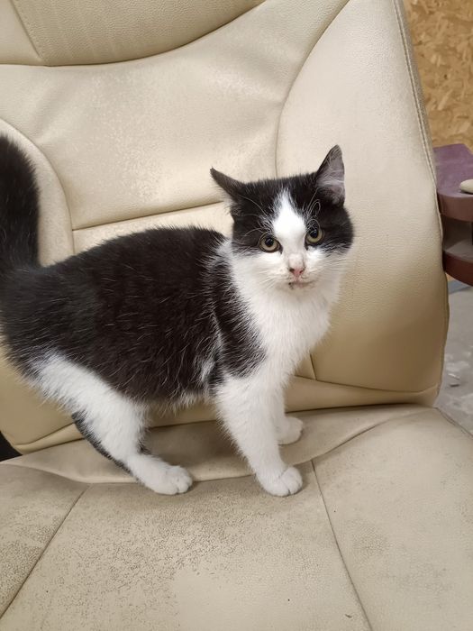 Oddam kotkę do dobrego domu